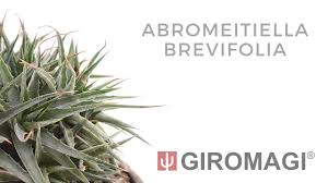 Image result for Geigeria brevifolia