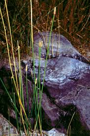 Image result for Eleocharis naumanniana