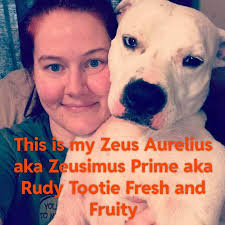 Zeus through the years : r/Brindledbabes