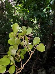 Image result for Coffea ligustroides
