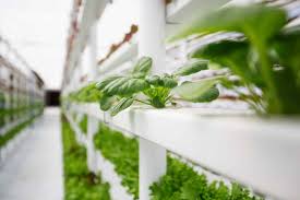Transforming Food and Health in Native Communities Through Vertical Farming 