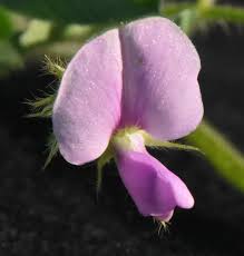 Image result for Droogmansia