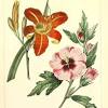 Gewinne einen clematis print von xixi floral botanical prints. 1