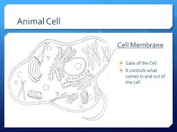 Animal cell with cell wall. Plant Animal Cells Ppt Video Online Download