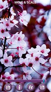 Sfondilandia it sfondo gratis di margherite in fiore per desktop. Primavera Fiori Sfondi 3d Hd For Android Apk Download