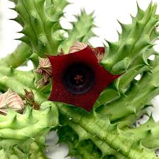 Image result for Huernia erectiloba