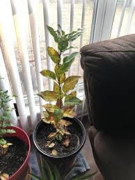 You can help graveyard keeper wiki by expanding it. Apple Saplings Turning Brown When Brought Inside For Winter Gardening Landscaping Stack Exchange