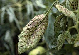 We would like to show you a description here but the site won't allow us. Tomato Torrado Virus An Overview Sciencedirect Topics