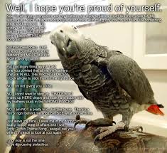 Bird On A Wire Movie Theme Song African Grey Funny 3 Avian Avenue Parrot Forum African Grey Cute Animal Photos Funny Birds