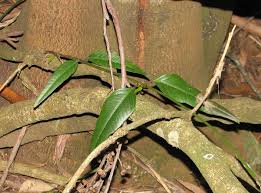 Image result for Paropsia braunii