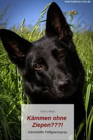 Jedes Kammen Ist Ein Kampf Das Konnen Wir Andern Das Yuki Cares Kammhilfe Spray Deutsch Schaferhunde Lustige Schaferhunde Schwarzer Deutscher Schaferhund