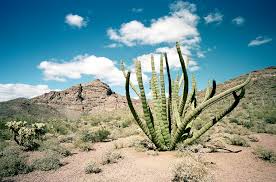 Another similar large cactus can also be found in greater. After 11 Years Organ Pipe Cactus National Monument Reopens High Country News Know The West
