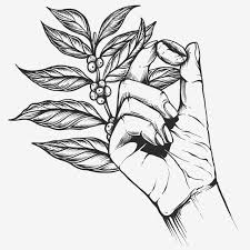coffee splash tree branch vintage coffee engraved style agriculture antique art png and vector with transparent background for free download seni kopi biji kopi