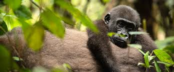 Image result for Zanha africana