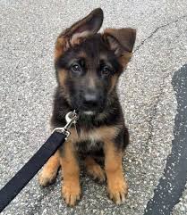 18 German Shepherd Puppies Who Need To Be Snuggled Immediately Puppies Shepherd Puppies German Shepherd Puppies