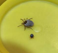 Image result for Tick Paralysis