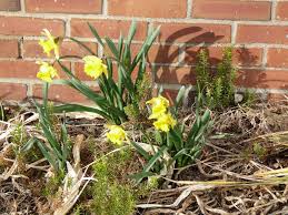 Image result for Aristea angolensis