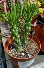 It is a variety of cholla, opuntia leptocaulis. Cylindropuntia Cholla Cactus Cacti Succulent 1 Rooted Stem Etsy Succulents Plants Live Plants
