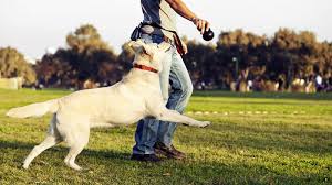 Dog widgets collars are highly recommended for large dogs feature strong vibrate top 5 dog training collar brands forever. Best Dog Training Collar July 2021 Buyer S Guide And Reviews