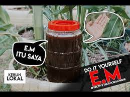 Tutorial cara membuat alat cokli #alatcoklii #caramembuatalatcoklii #botolbekas. Cara Buat Em 1 Effective Microorganisms Di Rumah Kebunlokal Youtube
