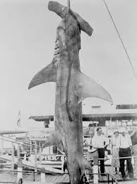 Here on sofascore livescore you can find all sharks vs blue bulls previous results sorted by their. The Search For Old Hitler Florida S Legendary Hammerhead Shark