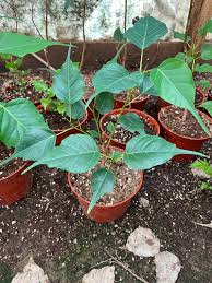 Image result for Ficus religiosa