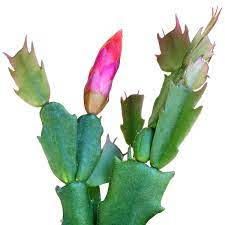 Thanksgiving and christmas cacti need 6 weeks of short days, while easter cactus requires 8 to 12 weeks (which is why it blooms later in spring). Christmas Cactus Winter Bloom Holiday Cactus Sale Succulents Box