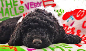 Australian labradoodle breeders, on the other hand, know their stock from the time they're born. Labradoodle Puppies For Sale In Melbourne Florida Classified Americanlisted Com