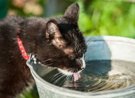 Cat Heatstroke Causes Heatstroke Symptoms In Cats Cats Cat Drinking Cat Care