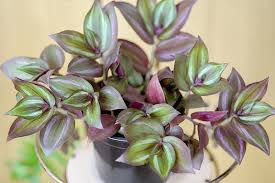Entdecke aktuelle angebote hier im preisvergleich. How To Grow And Care For Spiderwort Tradescantia Gardener S Path