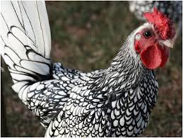 30 Jenis Ayam Hias Yang Menarik Untuk Dipelihara Hobi Ayam Gambar