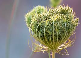 We did not find results for: Featured Plant Queen Anne S Lace The High Line