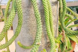 Image result for Monadenium