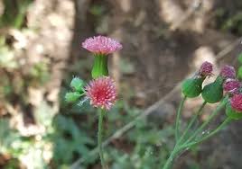 Image result for Emilia tessmannii