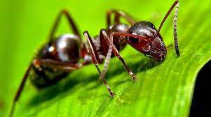 To eradicate a stinging ant population, it is vital that you find the nests. How To Kill Ants In Your Lawn Remove Ant Hills Prevent Them Returning