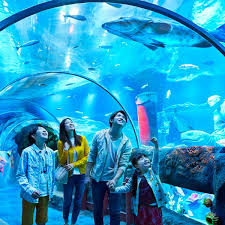 Pemaju masyarakat tbk batu uban. Discover Underwater World At Aquariums In Malaysia Cube Legion