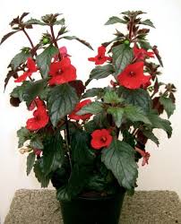 горшечные растения комнатные цветы фото и названия и уход за ними Luchshie Komnatnye Rasteniya S Prostymi Cvetkami Komnatnye Cvety Komnatnye Rasteniya Nazvaniya Cvetov