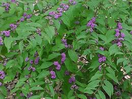 We did not find results for: 80 Flowers Bushes Shrubs Zone 5 Ideas In 2021 Shrubs Bushes Shrubs Plants