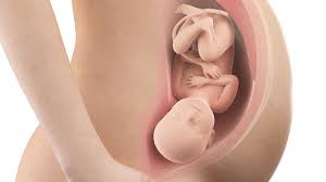 Pada fase ini penyatuan sperma dengan ovum akan menjadi sebuah zigot. Ternyata Begini Cara Bayi Bernapas Di Dalam Kandungan