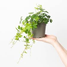 Image result for Cissus crusei