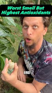 Noni fruit apparently grows in Florida! We've been growing it in the  backyard for two years now. It has a terrible smell when it's fresh, but  juiced or powdered not so much. Why would you want to eat ...