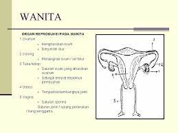 Sistem Reproduksi Pada Manusia Materi Bab 2 Reproduksi