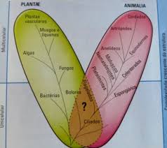 Desde os dois abrangentes reinos. Biologia 11Âº