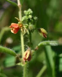 Image result for Chamaecrista absus