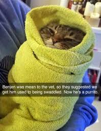 A Funny Cat Funny Animal Pictures Funny Animal Memes Funny Animals