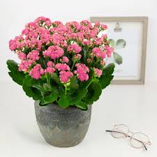 Image result for Kalanchoe
