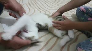 Kedi Tirnagi Nasil Kesilir Youtube
