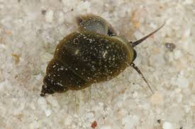 Image result for Behnia reticulata