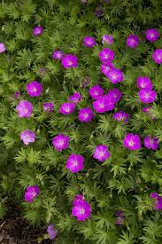 Image result for Geranium sanguineum Max Frei