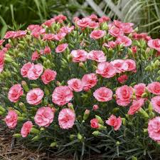 Image result for Dianthus
